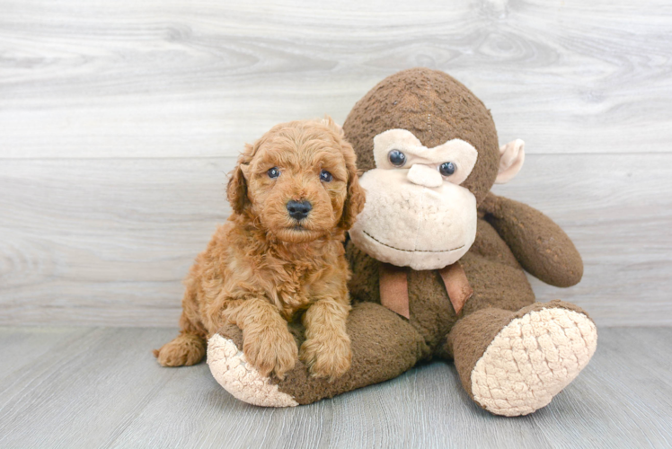 Meet Spencer - our Mini Goldendoodle Puppy Photo 1/3 - Premier Pups