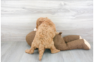 Meet Spencer - our Mini Goldendoodle Puppy Photo 3/3 - Premier Pups