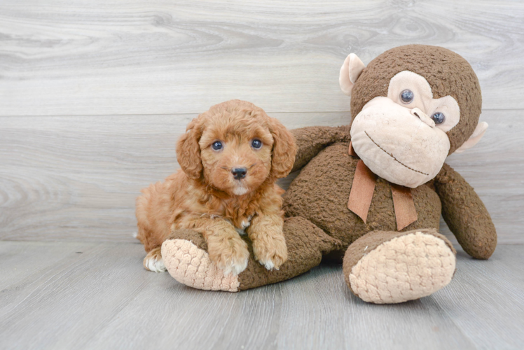 Meet Spencer - our Mini Goldendoodle Puppy Photo 1/3 - Premier Pups