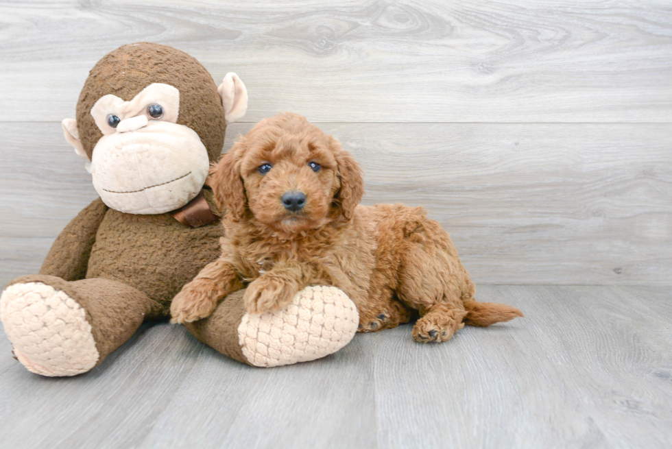 Meet Theo - our Mini Goldendoodle Puppy Photo 1/3 - Premier Pups