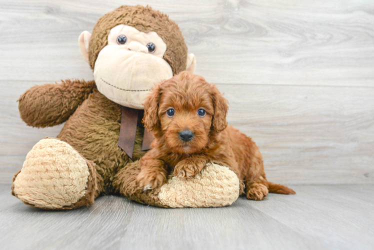 Mini Goldendoodle - An Intelligent, Adorable Companion