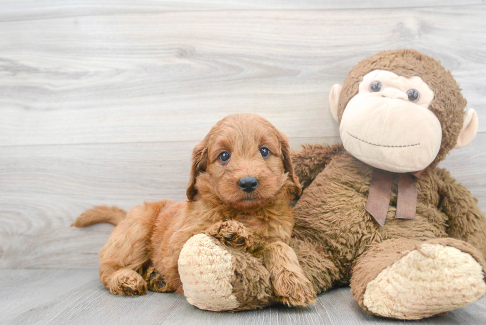 Meet Sunday - our Mini Goldendoodle Puppy Photo 2/3 - Premier Pups