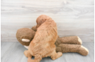 Meet Sunday - our Mini Goldendoodle Puppy Photo 3/3 - Premier Pups