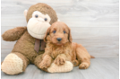 Meet Sunday - our Mini Goldendoodle Puppy Photo 1/3 - Premier Pups