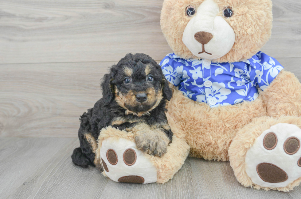 5 week old Mini Goldendoodle Puppy For Sale - Premier Pups