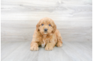 Meet T-Bone - our Mini Goldendoodle Puppy Photo 1/3 - Premier Pups