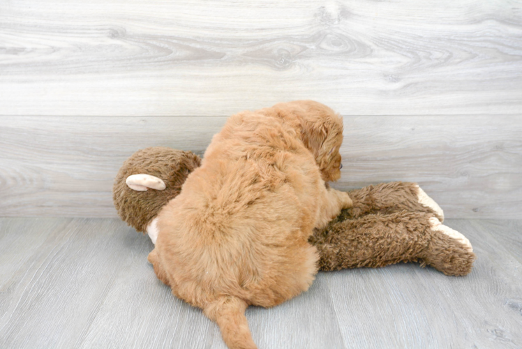 Meet T-Bone - our Mini Goldendoodle Puppy Photo 3/3 - Premier Pups