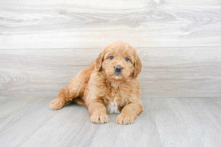 Meet T-Bone - our Mini Goldendoodle Puppy Photo 2/3 - Premier Pups