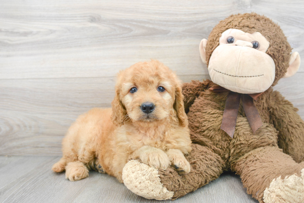 Best Toys for Goldendoodles: A Doodle Dog Mom's Top 6 Picks🐾 -  Happy-Go-Doodle®