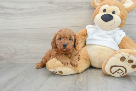 Mini Goldendoodle Pup Being Cute