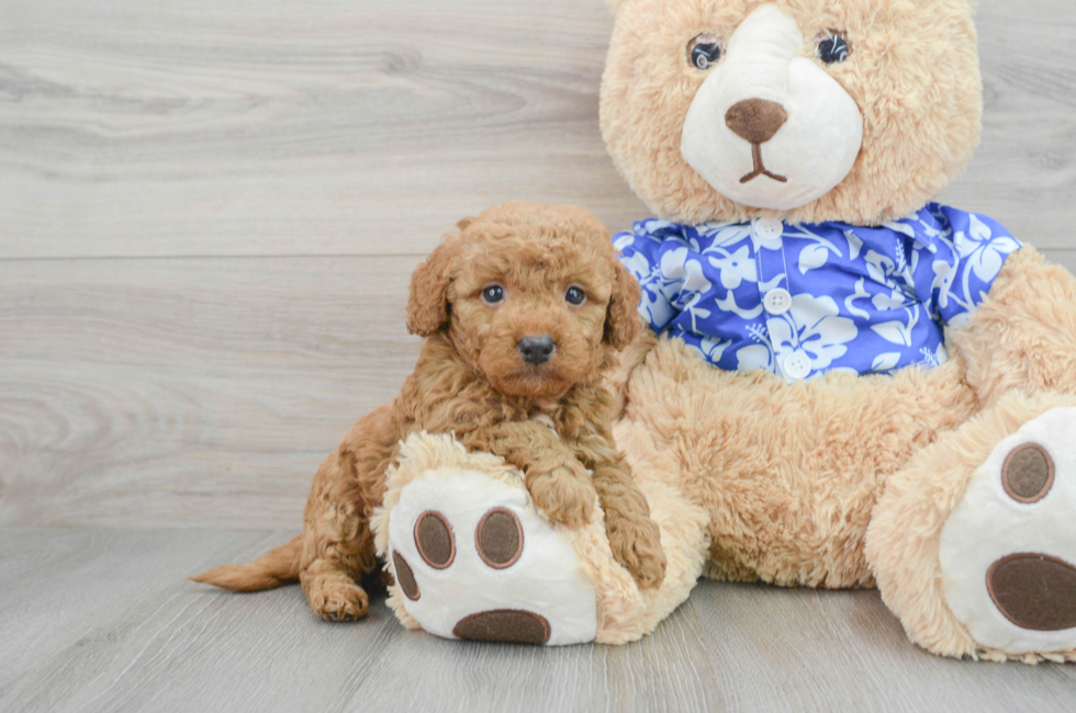 5 week old Mini Goldendoodle Puppy For Sale - Premier Pups
