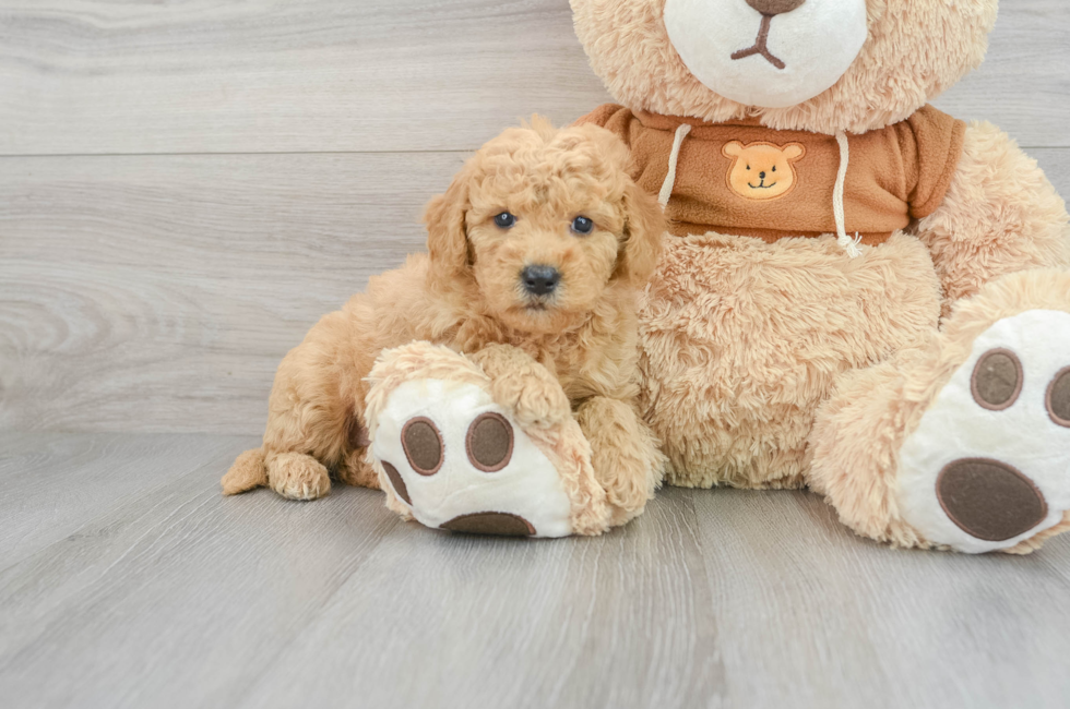 Standard, Toy & Mini: Goldendoodle Difference - Premier Pups