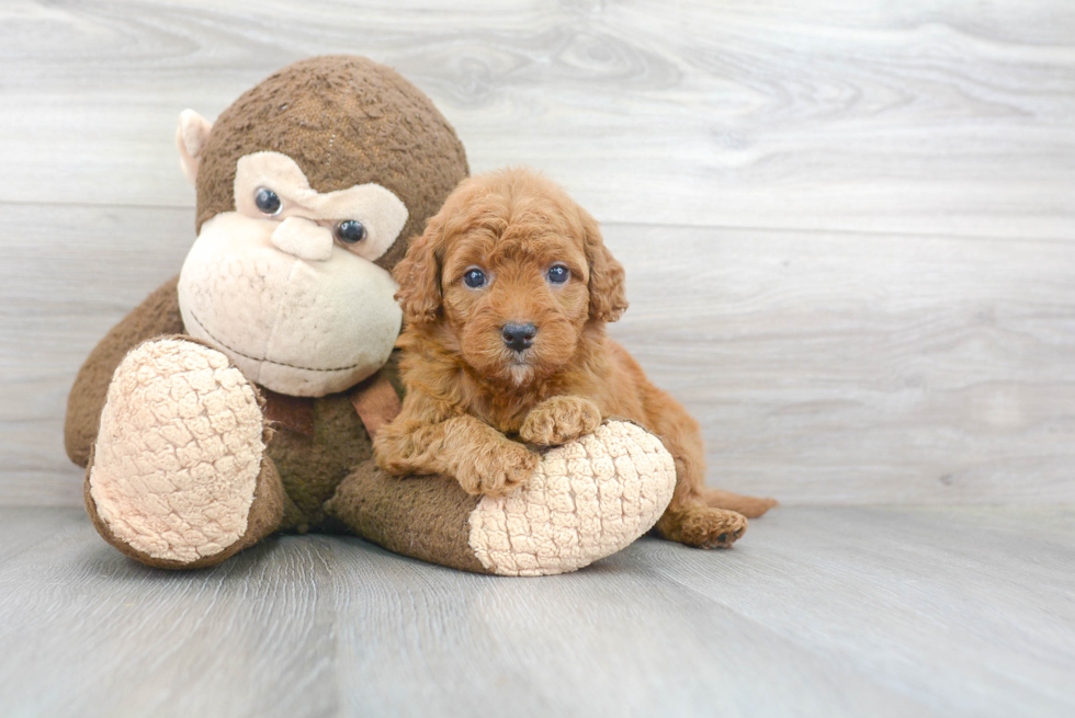 Meet Ruby  - our Mini Goldendoodle Puppy Photo 1/3 - Premier Pups