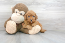 Meet Tara - our Mini Goldendoodle Puppy Photo 1/3 - Premier Pups