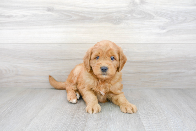 Meet Tatum - our Mini Goldendoodle Puppy Photo 1/3 - Premier Pups