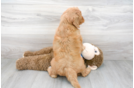 Meet Tatum - our Mini Goldendoodle Puppy Photo 3/3 - Premier Pups