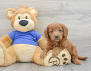 8 week old Mini Goldendoodle Puppy For Sale - Premier Pups