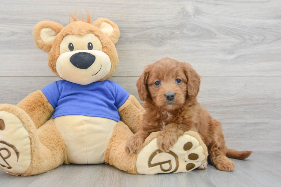 8 week old Mini Goldendoodle Puppy For Sale - Premier Pups
