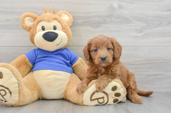 Mini Goldendoodle Pup Being Cute