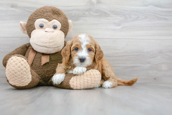 Adorable Golden Retriever Poodle Mix Puppy