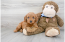 Meet Teagan - our Mini Goldendoodle Puppy Photo 1/3 - Premier Pups