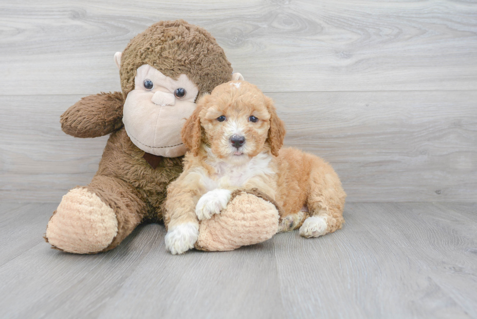 Meet Teagan - our Mini Goldendoodle Puppy Photo 2/3 - Premier Pups