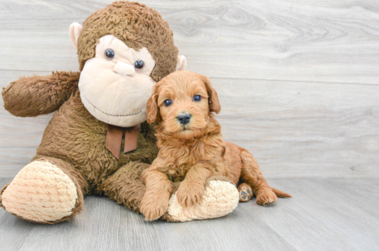 Best Mini Goldendoodle Baby