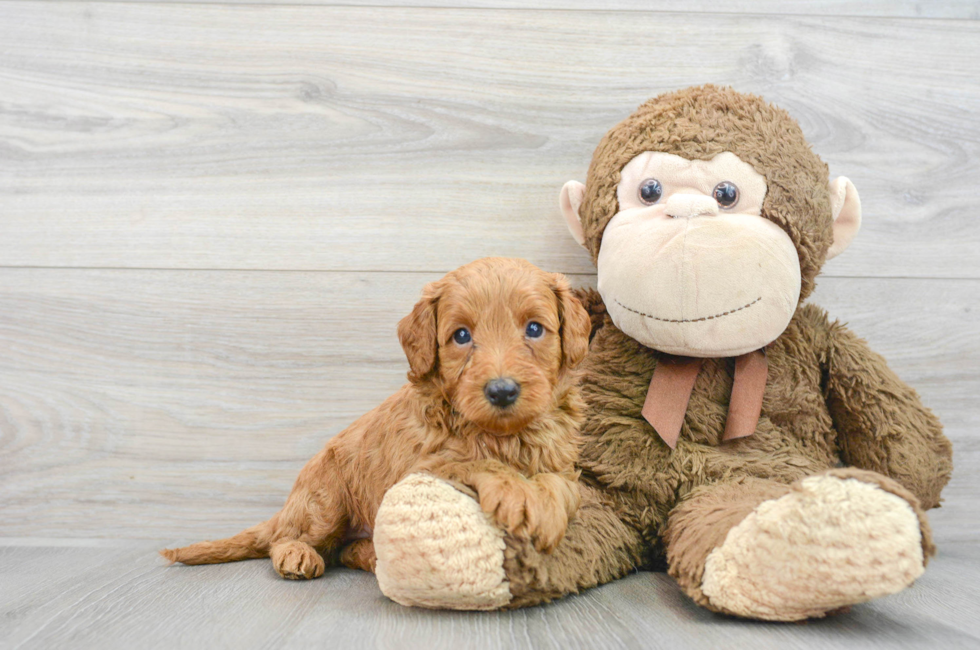 6 week old Mini Goldendoodle Puppy For Sale - Premier Pups