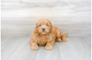 Meet Theodore - our Mini Goldendoodle Puppy Photo 1/3 - Premier Pups