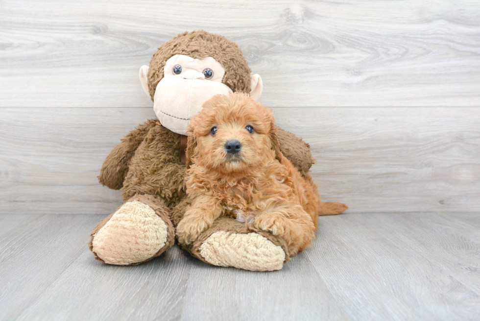 Meet Theodore - our Mini Goldendoodle Puppy Photo 2/3 - Premier Pups