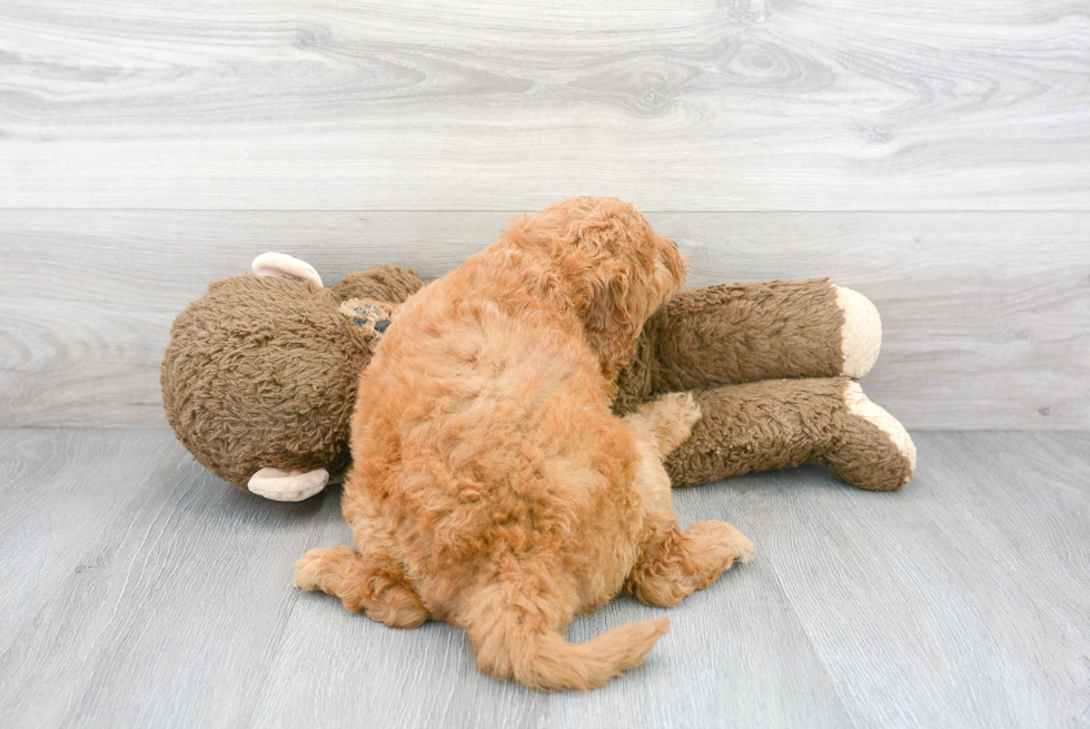 Meet Theodore - our Mini Goldendoodle Puppy Photo 3/3 - Premier Pups