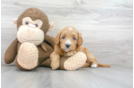 Meet Tiff - our Mini Goldendoodle Puppy Photo 1/3 - Premier Pups