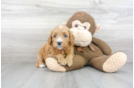 Meet Tiff - our Mini Goldendoodle Puppy Photo 2/3 - Premier Pups