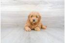 Meet Timberlake - our Mini Goldendoodle Puppy Photo 1/3 - Premier Pups