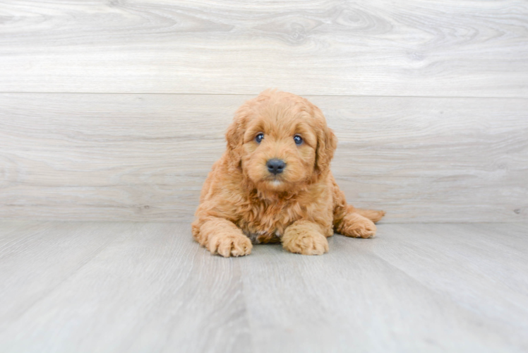 Meet Timberlake - our Mini Goldendoodle Puppy Photo 1/3 - Premier Pups
