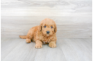 Meet Timberlake - our Mini Goldendoodle Puppy Photo 2/3 - Premier Pups