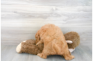 Meet Timberlake - our Mini Goldendoodle Puppy Photo 3/3 - Premier Pups