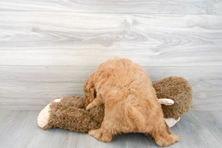 Meet Timberlake - our Mini Goldendoodle Puppy Photo 3/3 - Premier Pups