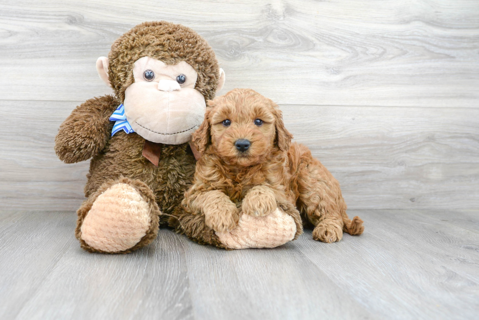 Meet Tina - our Mini Goldendoodle Puppy Photo 2/3 - Premier Pups