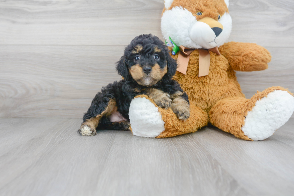 Meet Tina - our Mini Goldendoodle Puppy Photo 2/3 - Premier Pups