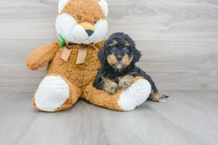 Meet Tina - our Mini Goldendoodle Puppy Photo 1/3 - Premier Pups