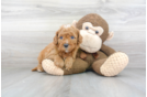Meet Trevor - our Mini Goldendoodle Puppy Photo 2/3 - Premier Pups