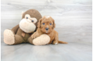 Meet Trevor - our Mini Goldendoodle Puppy Photo 1/3 - Premier Pups