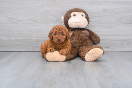 Best Mini Goldendoodle Baby