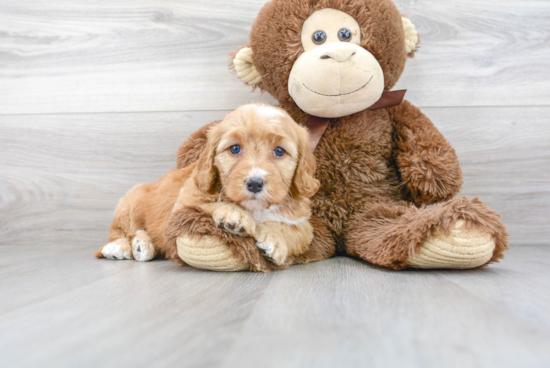 Mini Goldendoodle Pup Being Cute