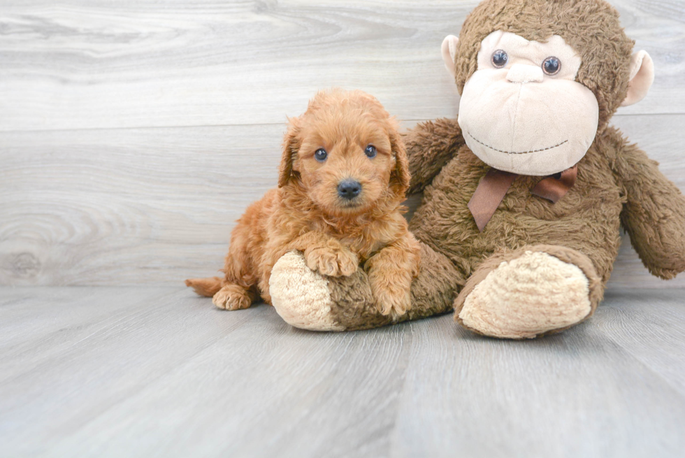 Meet Vega - our Mini Goldendoodle Puppy Photo 2/3 - Premier Pups