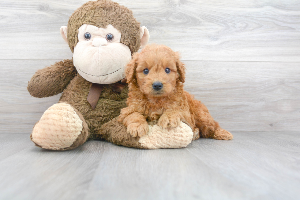 Meet Vega - our Mini Goldendoodle Puppy Photo 1/3 - Premier Pups