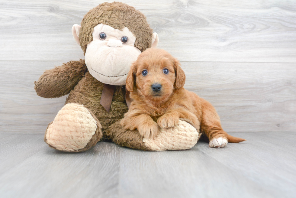 Meet Vera - our Mini Goldendoodle Puppy Photo 1/3 - Premier Pups
