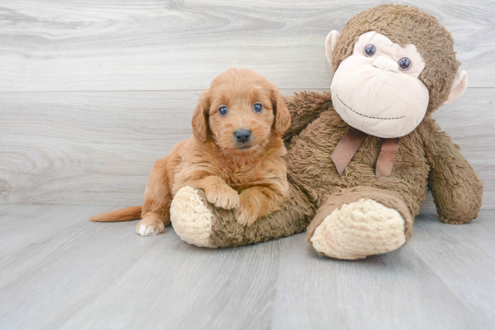 Meet Vera - our Mini Goldendoodle Puppy Photo 2/3 - Premier Pups