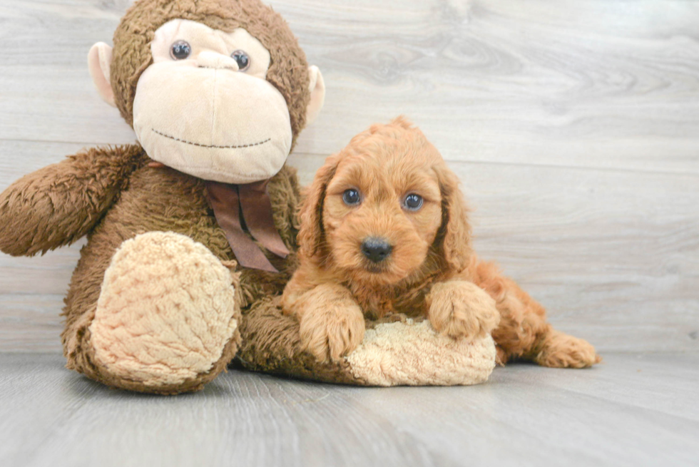 Meet Vera - our Mini Goldendoodle Puppy Photo 1/3 - Premier Pups